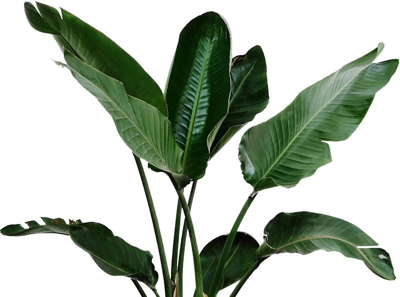 Plant with Green Leaves